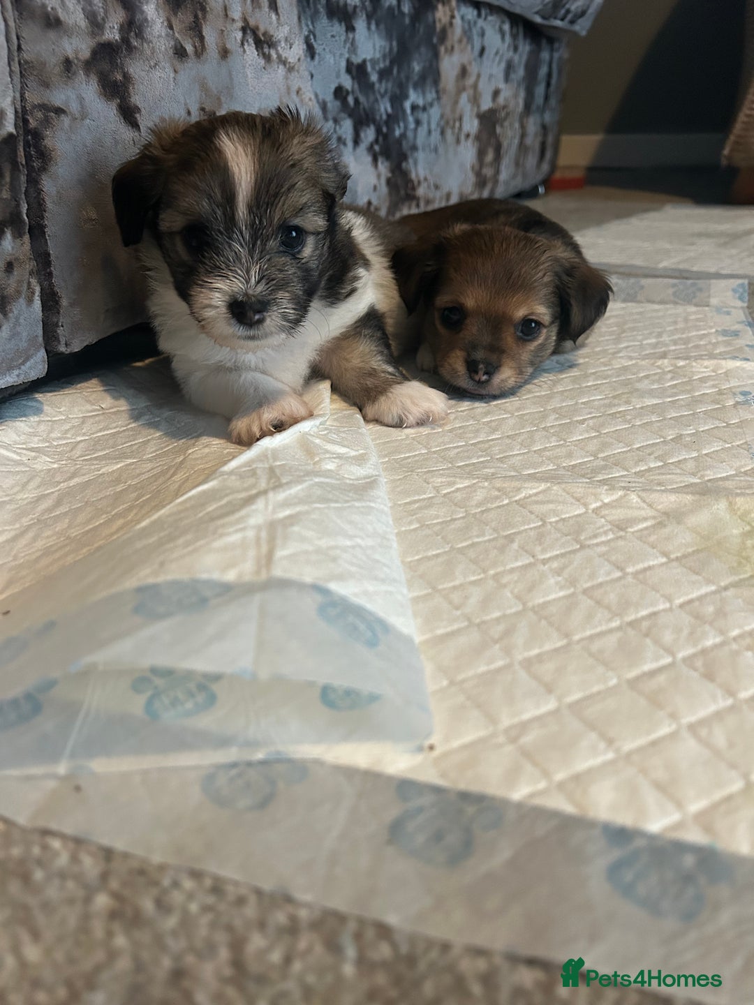 Chorkie dogs for sale: Outstanding chorkie puppies  - Image 7