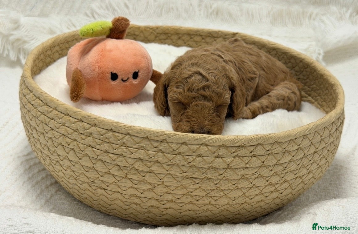Toy Poodle dogs 🐩ASIAN Red Purebred Poodle Puppies|DNA Clear🧬 - Advert 2