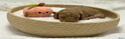 Toy Poodle dogs for sale: 🐩ASIAN Red Purebred Poodle Puppies|DNA Clear🧬 - Advert 2