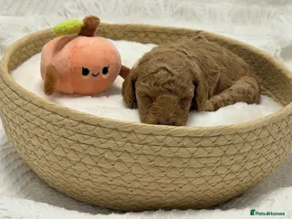 Toy Poodle dogs 🐩ASIAN Red Purebred Poodle Puppies|DNA Clear🧬 - Advert 2