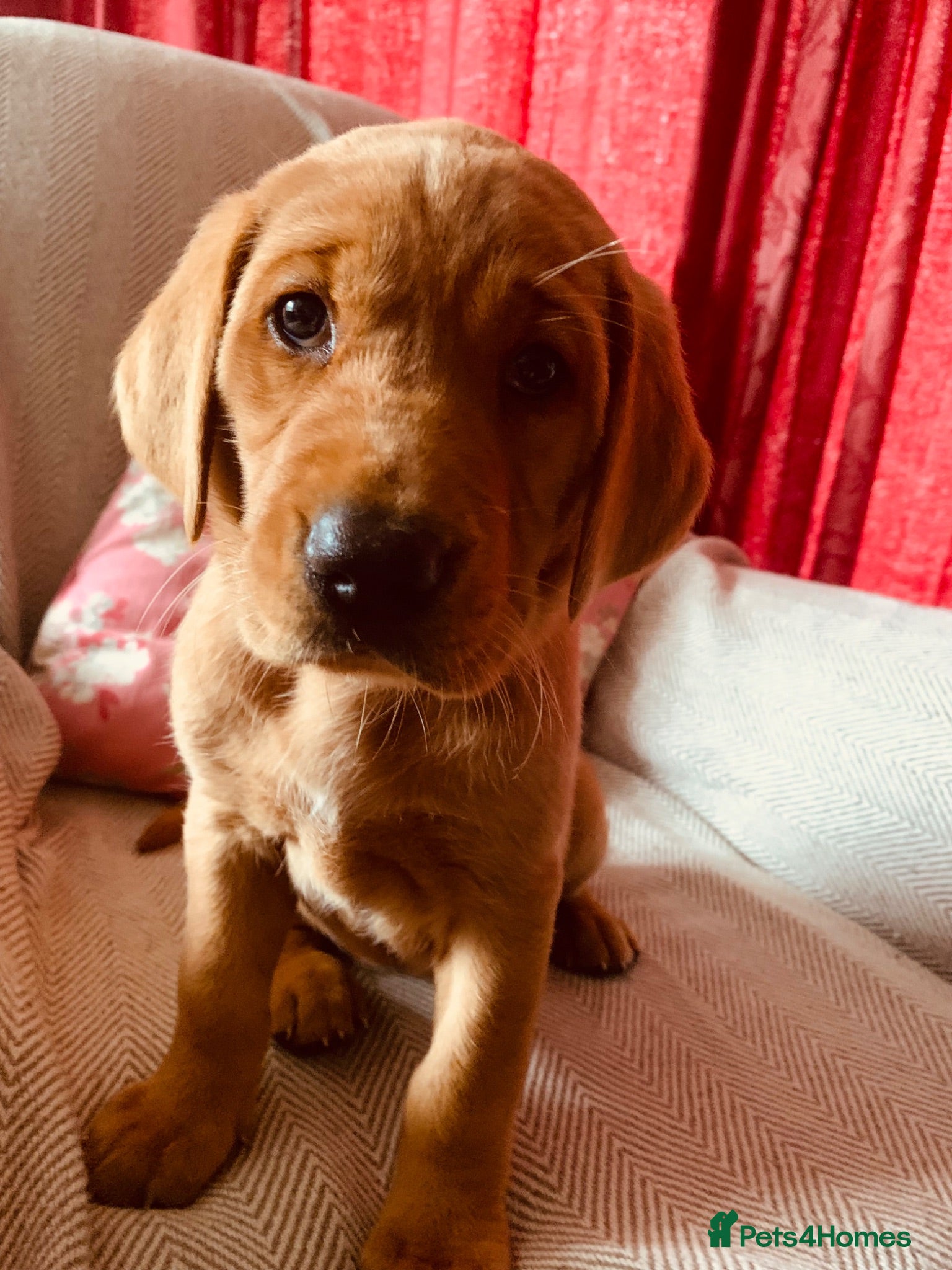 Labrador Retriever dogs KC reg health-tested Fox Red lab pups home raised - Advert 15