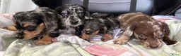Doxiepoo dogs for sale:  *4LEFT* DOXIEPOOS BOTH PARENTS HEALTH TESTED  - Advert 6