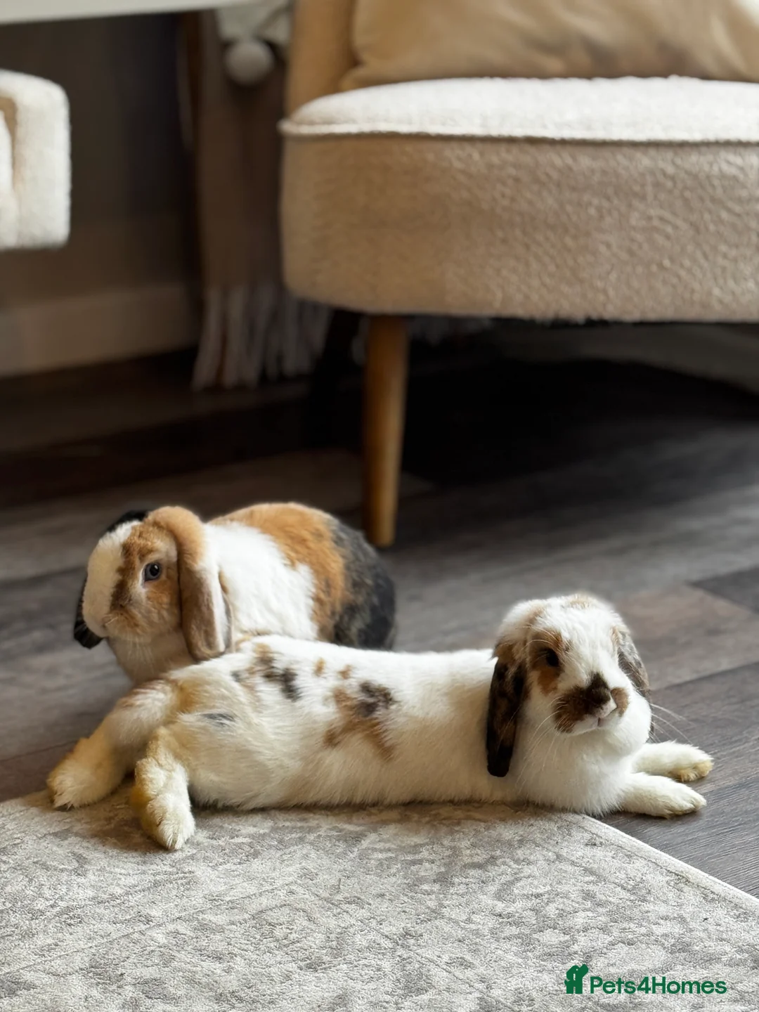 Mini Lop rabbits for sale: 🌾 Bonded Mini Lop Rabbit/Bunny Pair 🌾 - Advert 2