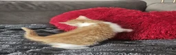 Mixed Breed cats for sale: 6 beautiful kittens  - Advert 2
