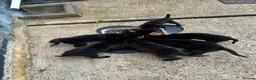 Belgian Shepherd Dog dogs for sale: PURE BREED BELGIAN MALINOIS  in Dunmow - Advert 8