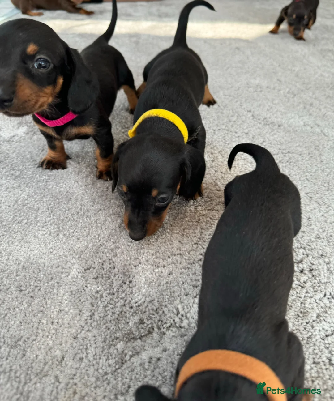 Miniature Dachshund dogs for sale: Ready now Miniature dachshund girls - Advert 32