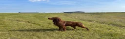 Mixed Breed dogs for stud: Golden Retriever x Irish Setter - Advert 2