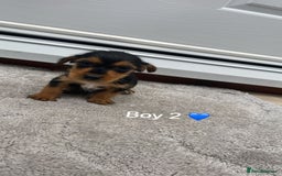 Mixed Breed dogs for sale: Beautiful tiny little puppies looking for homes  - Image 6