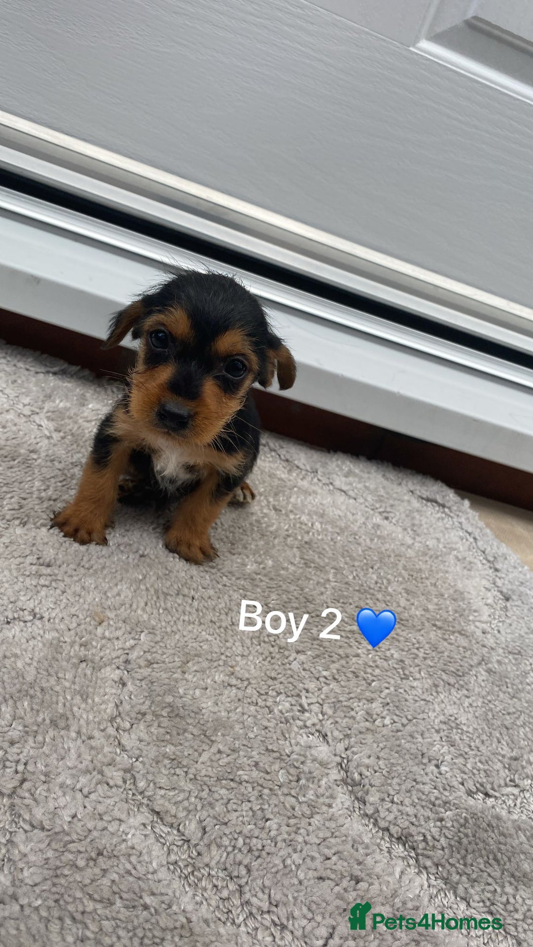 Mixed Breed dogs for sale: Beautiful tiny little puppies looking for homes  - Image 6