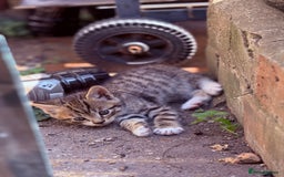 Mixed Breed cats for sale: healthy mixed kittens  - Image 2