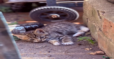 Mixed Breed cats - Advert 4