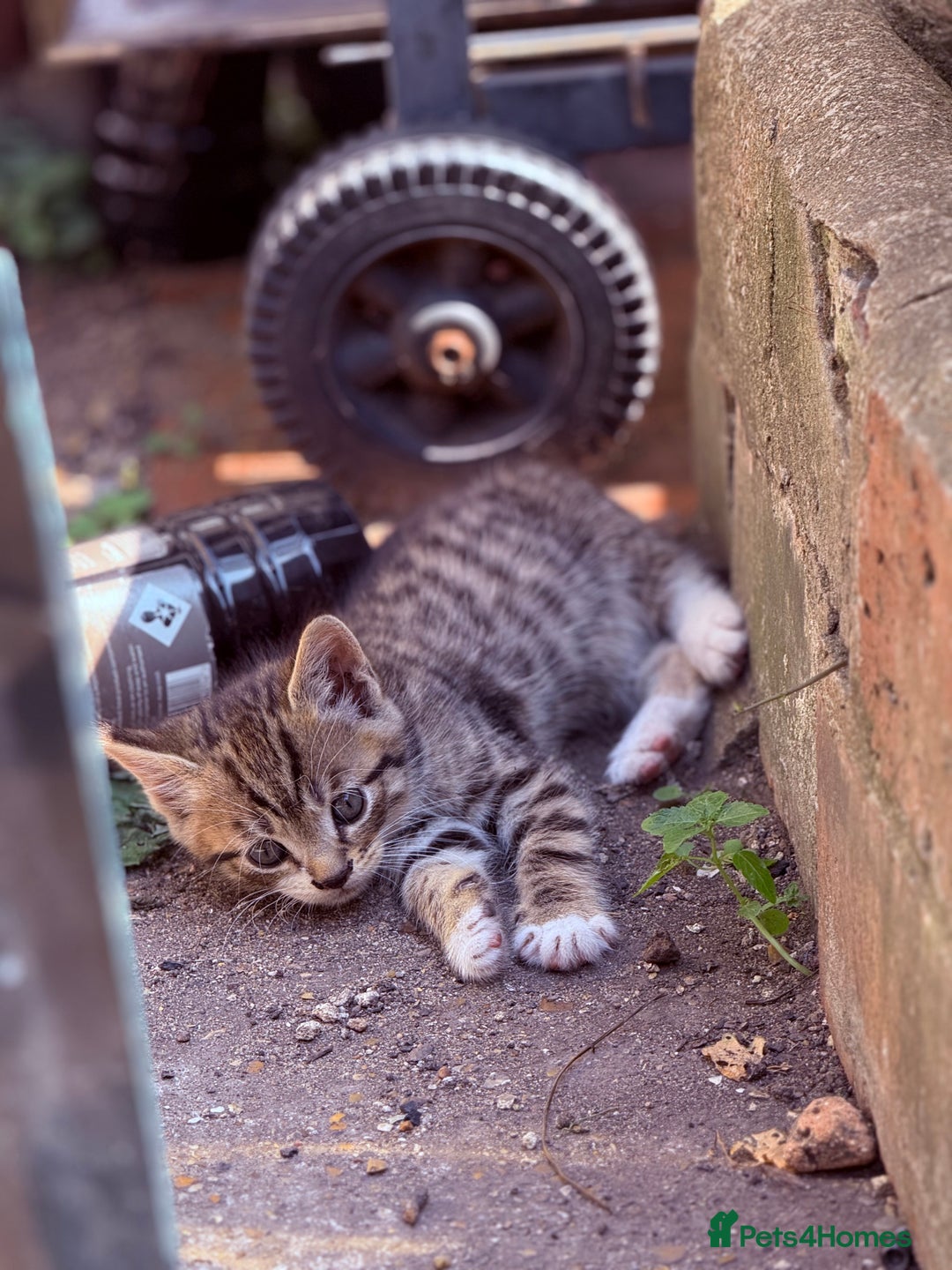 Mixed Breed cats for sale: healthy mixed kittens  - Image 2