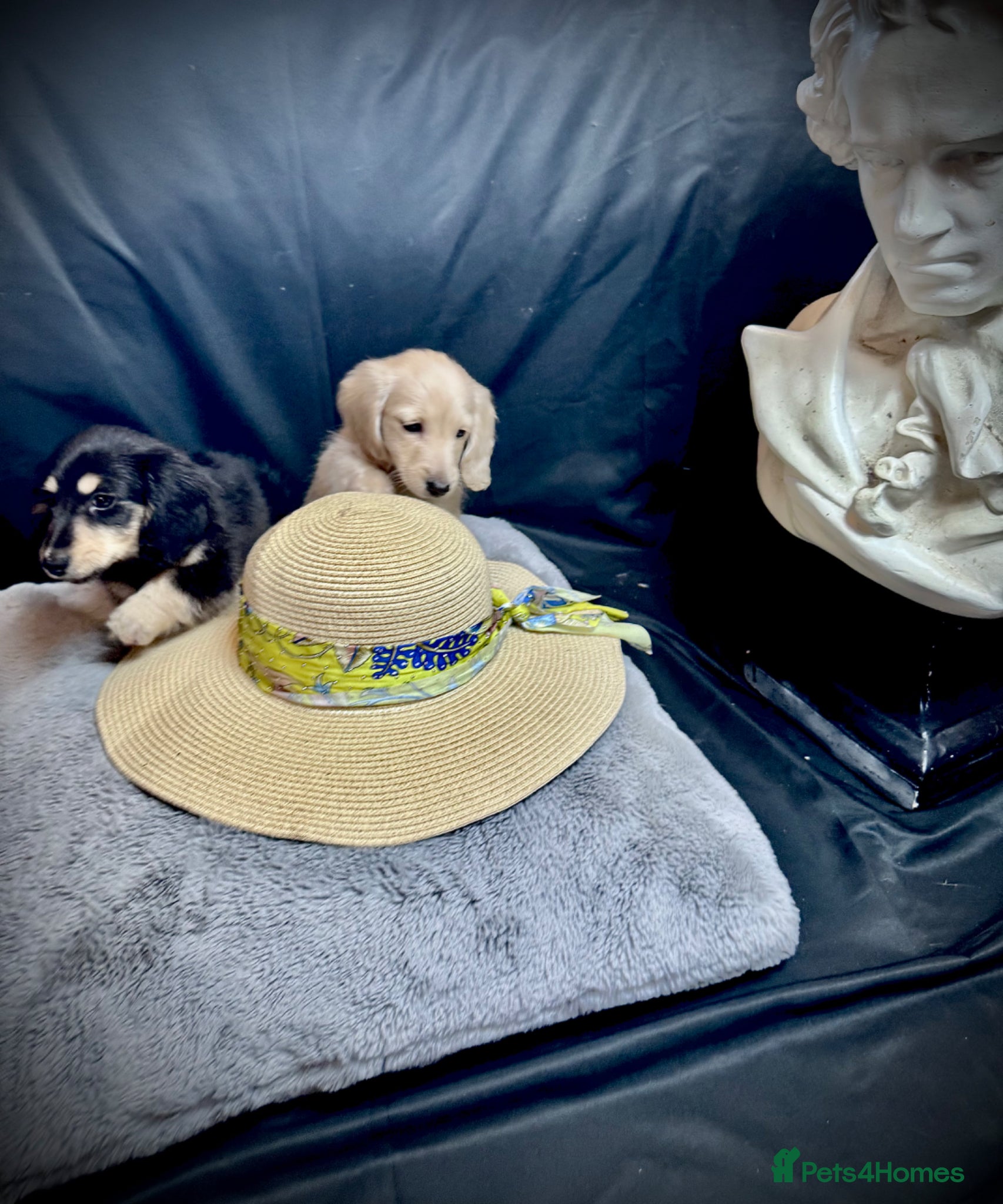 Miniature Dachshund dogs English cream miniature dachshund kc reg 1 left - Advert 4