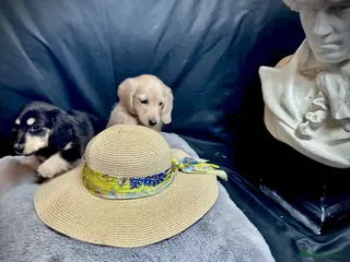 Miniature Dachshund dogs English cream miniature dachshund kc reg 1 left - Advert 2