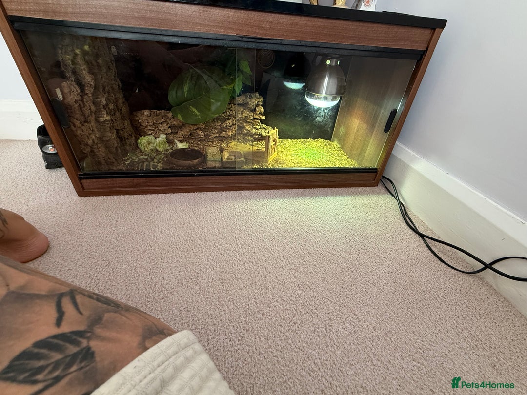 Tortoise reptiles for sale: Tortoise Bruno  - Image 4