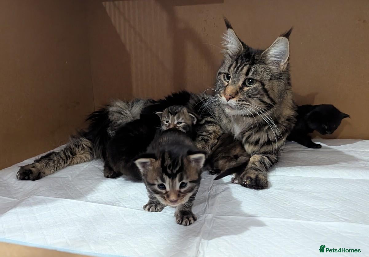 Maine Coon cats 🐾Pedigree Maine Coon Kittens–2 Boys Available 🐾 - Advert 1