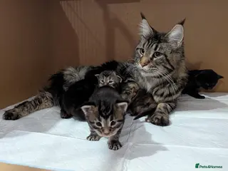 Maine Coon cats 🐾Pedigree Maine Coon Kittens–2 Boys Available 🐾 - Advert 1