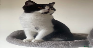British Shorthair cats - Advert 9