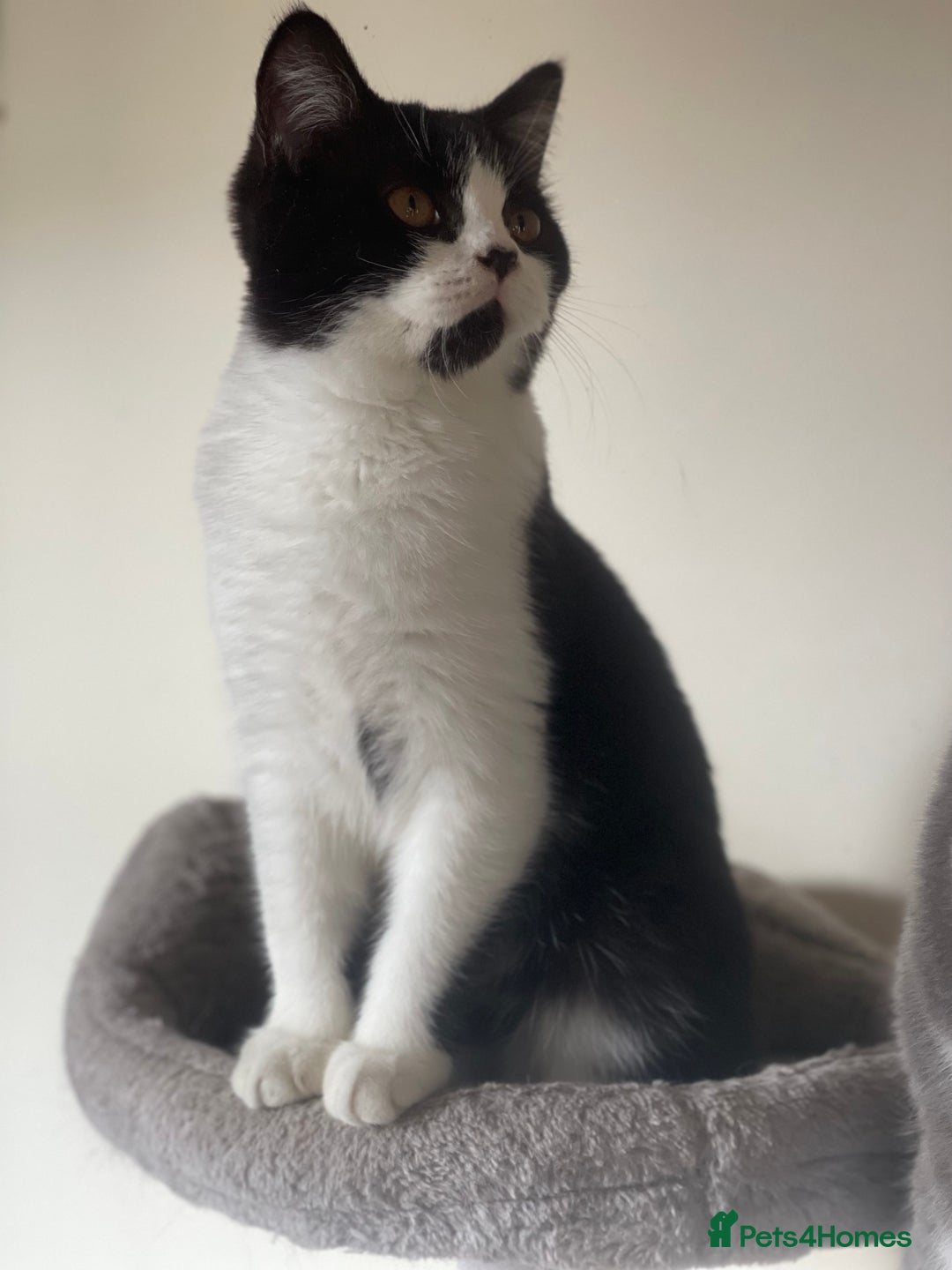 British Shorthair cats for sale: Pedigree British Shorthair Male Kittens - GCCF  - Image 2