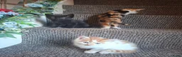 Mixed Breed cats for sale: Kitten  - Advert 12