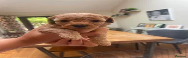 Poochon 4