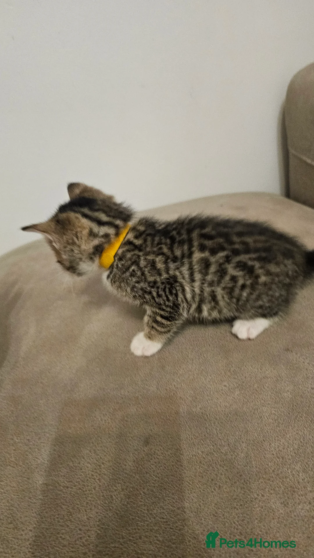 Bengal cats for sale: Bengal kittens - Advert 17