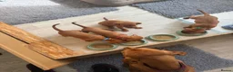 Hungarian Vizsla dogs for sale: 5 handsome hungarian vizsla puppies for sale - Advert 13