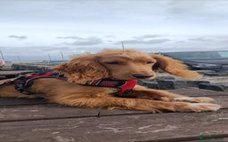 Mixed Breed dogs for sale: Cooper - Image 6