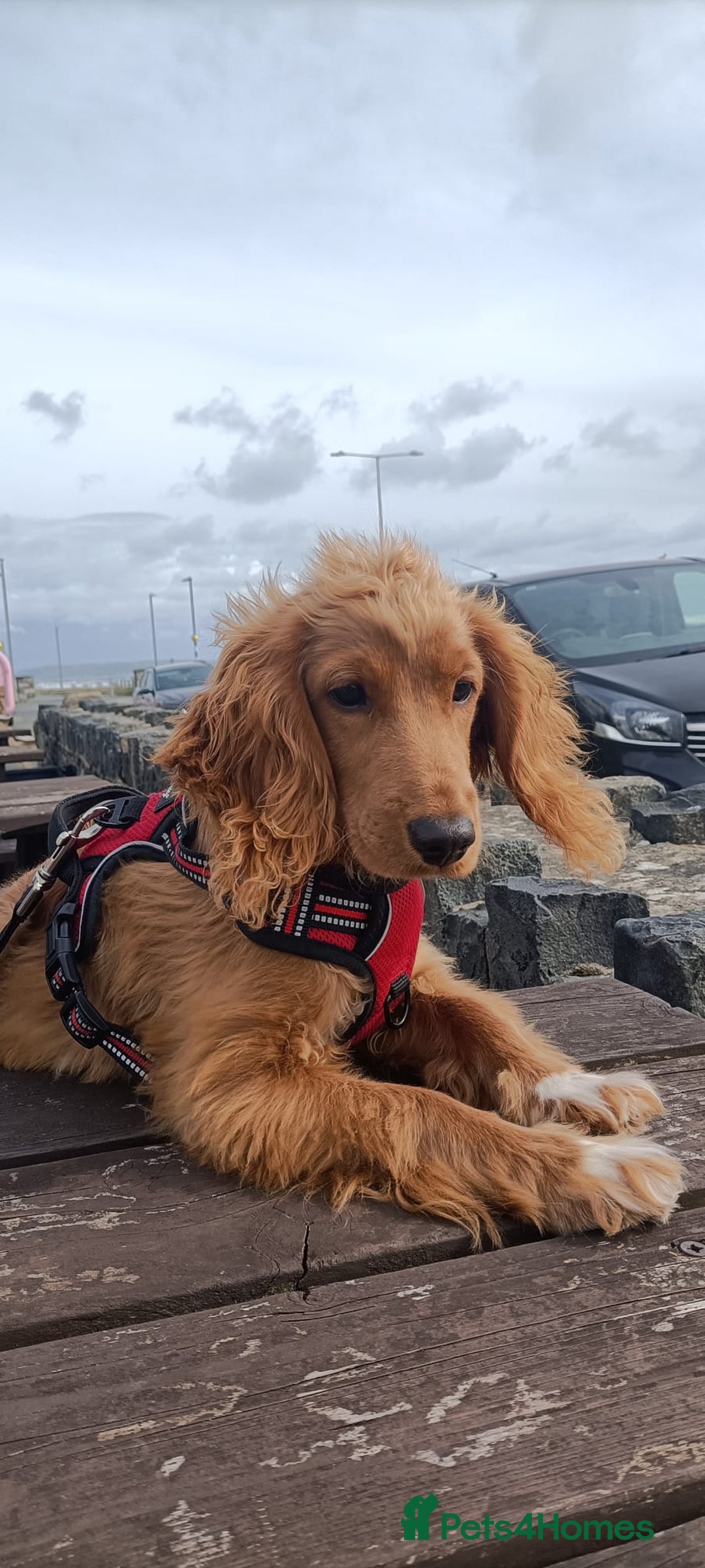 Mixed Breed dogs for sale: Cooper - Image 6