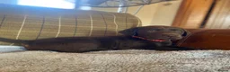 Labrador Retriever dogs for sale: Beautiful Chunky Labrador Puppies  - Advert 16