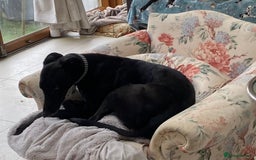 Greyhound dogs for sale: Missy beautiful young house trained greyhound girl - Image 2