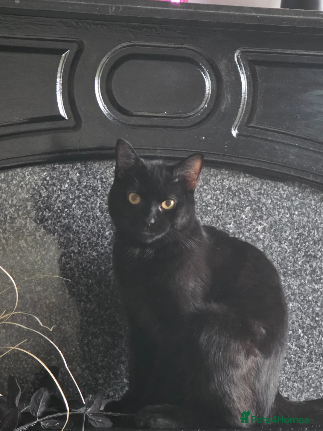 British Shorthair cats for sale: 8 month old male kitten in Worthing - Advert 2