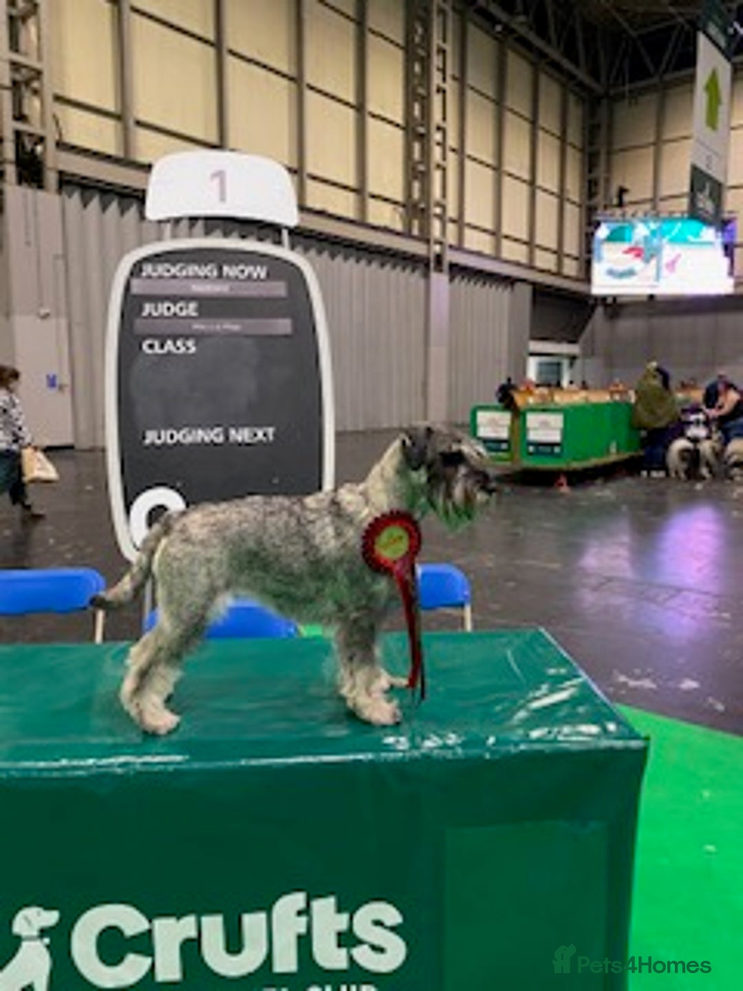 Schnauzer dogs for sale: Kennel Club registered puppies  - Advert 7