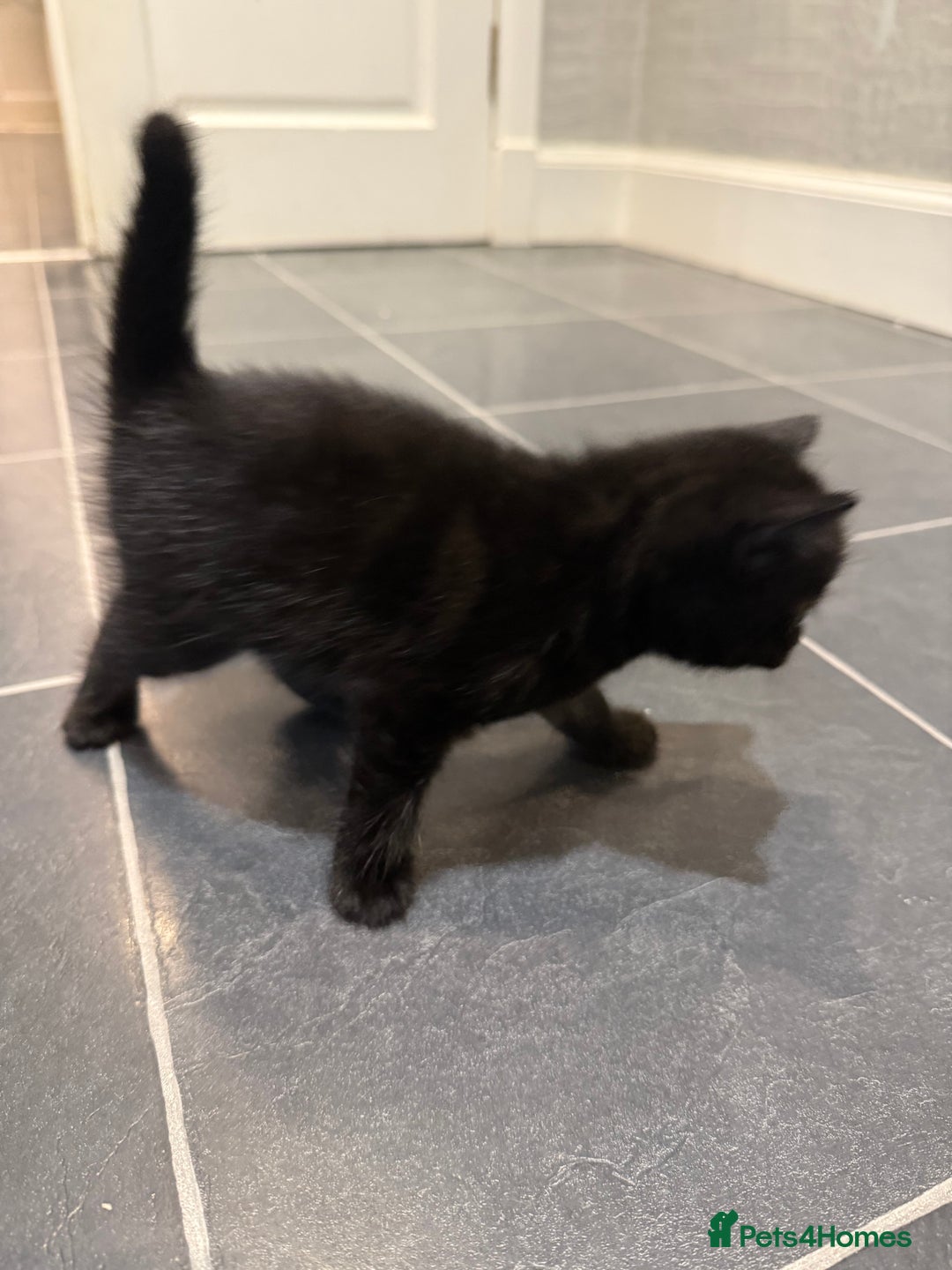 Mixed Breed cats for sale: Fluffy kitten looking for there home - Image 11
