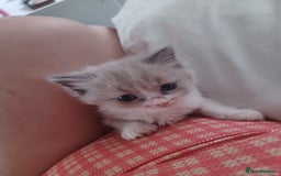 Ragdoll cats for sale: Mink ragdoll kittens - Image 4