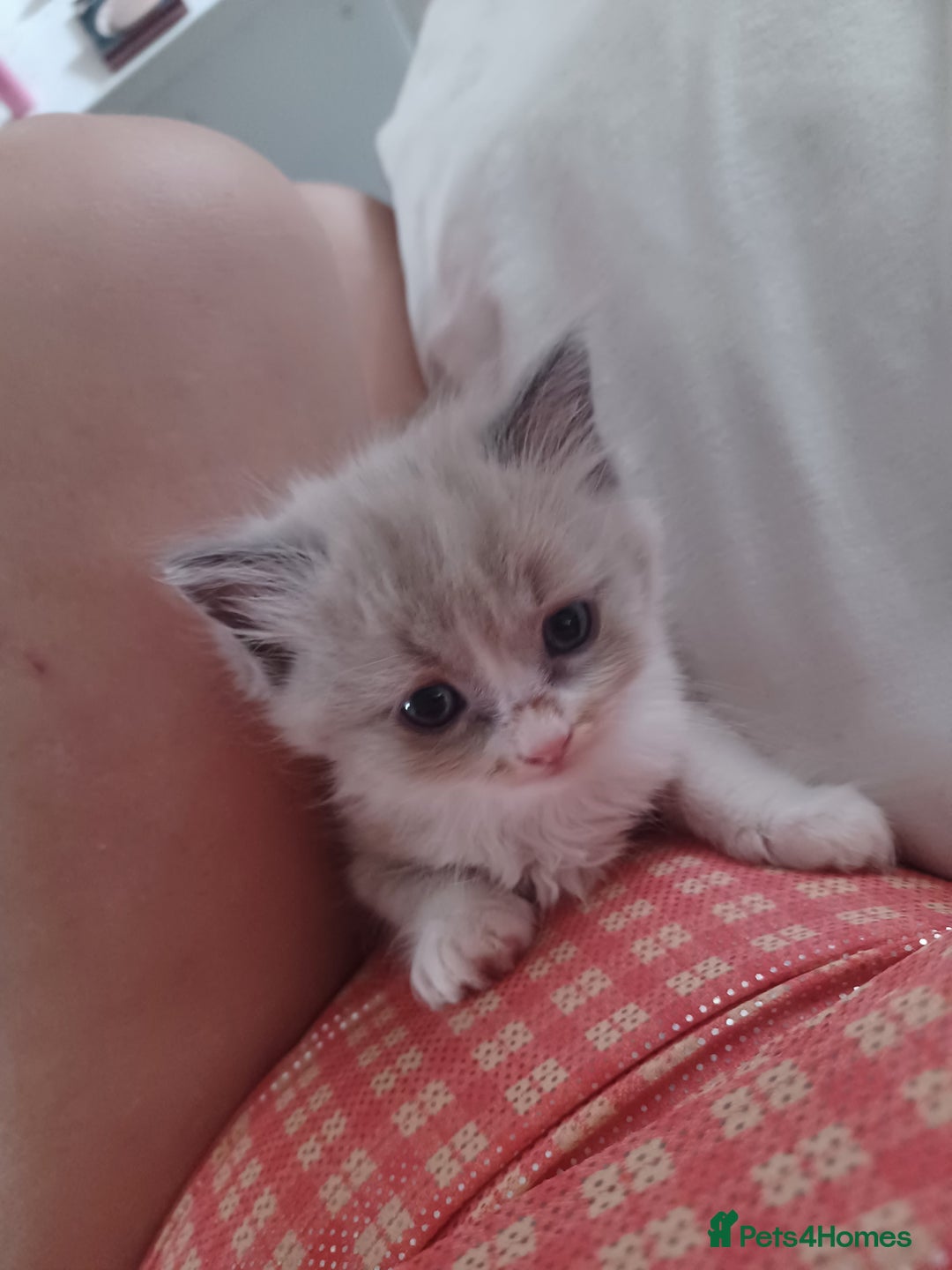 Ragdoll cats for sale: Mink ragdoll kittens - Image 4