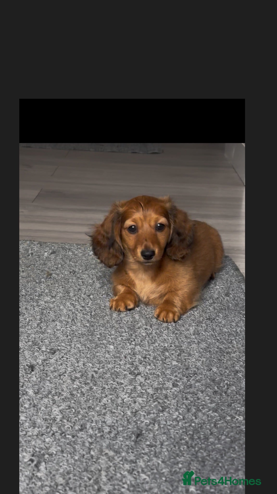 Miniature Dachshund dogs ready to leave today kc reg female 9 weeks old  - Advert 1