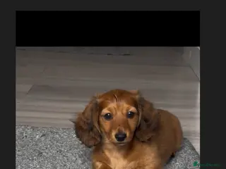 Miniature Dachshund dogs Reduced beautiful female ready to leave - Advert 2