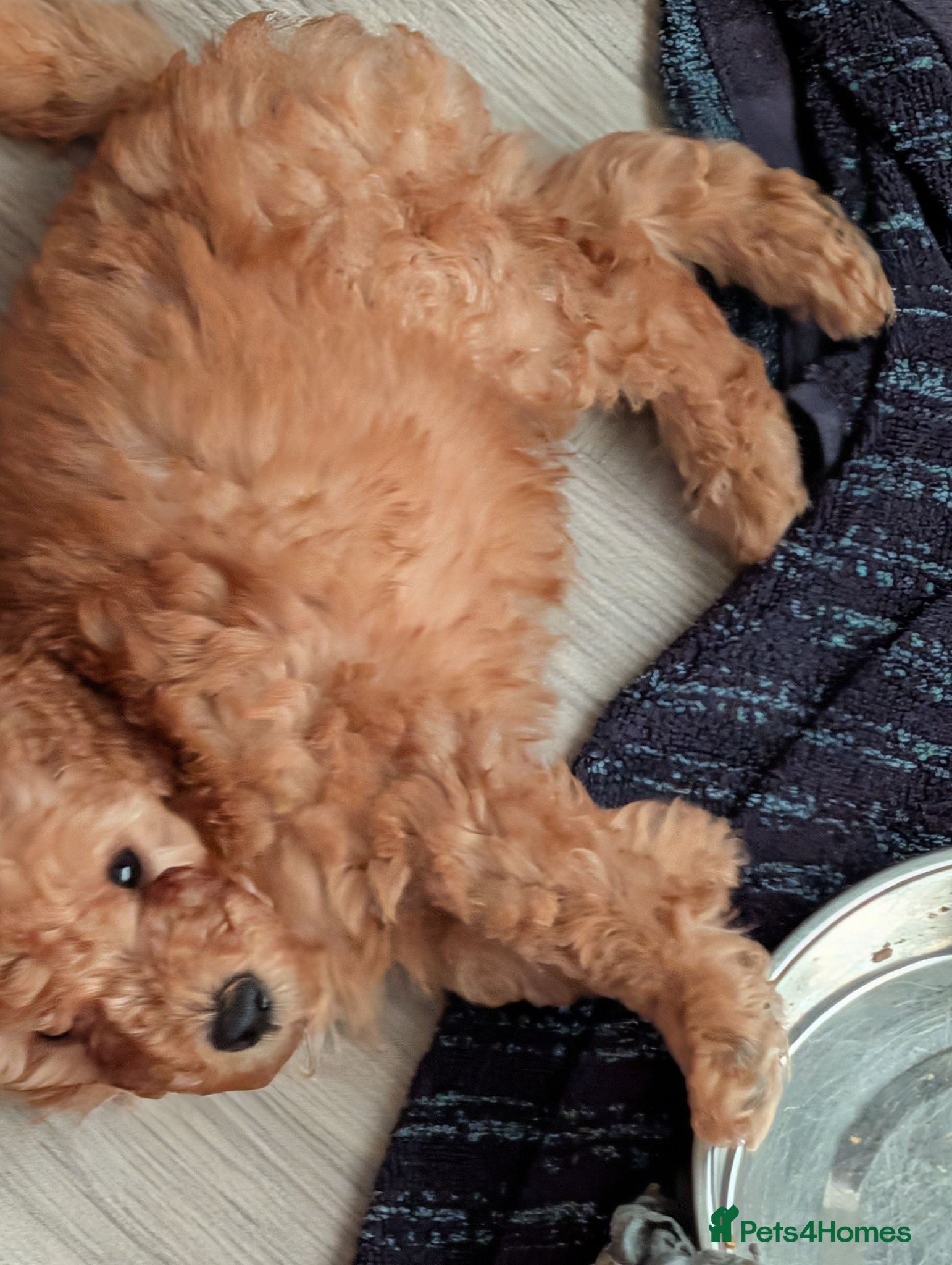 Toy Poodle dogs Toy poodles Maggies puppies  - Advert 3