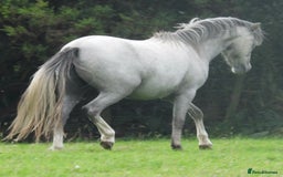 Welsh Section A horses for sale: Section A gelding - Image 7
