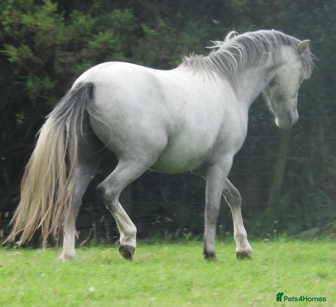 Welsh Section A horses for sale: Section A gelding - Image 7