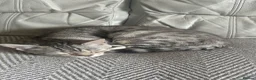 Mixed Breed cats for sale: Cute mix breed British shorthair x Bengal kitten in Liversedge - Advert 4