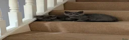 Russian Blue cats for sale: Pure Russian Blue kittens for sale  - Advert 3