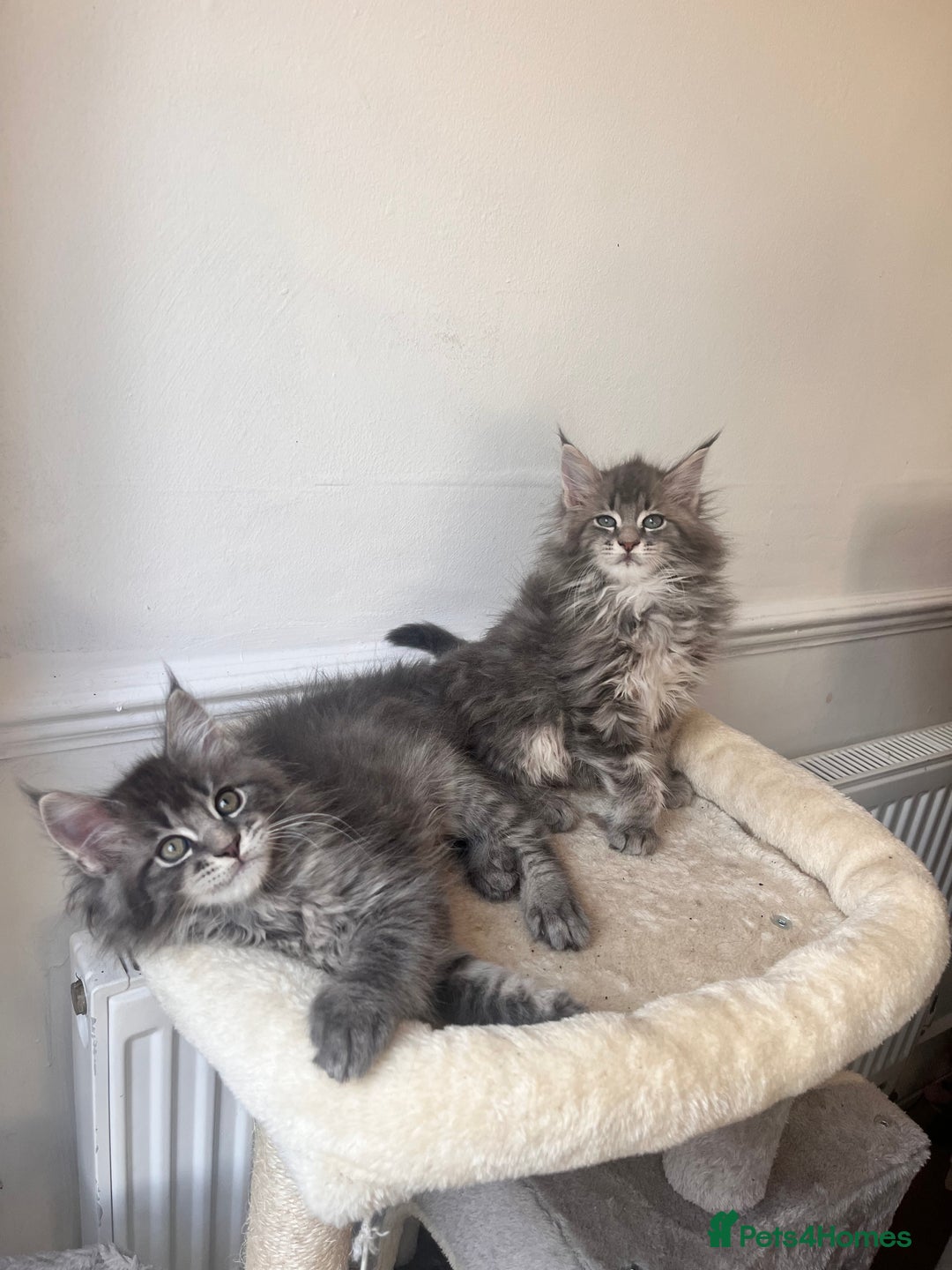 Maine Coon cats for sale: Blue Tabby boys TICA register  - Advert 1