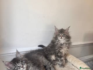 Maine Coon cats Blue Tabby boys TICA register - Advert 14