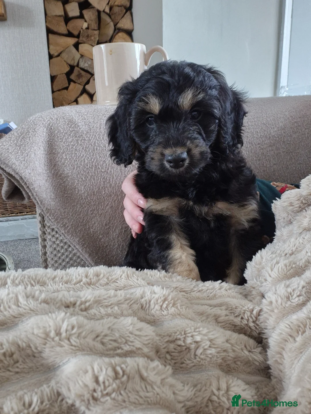 Cockapoo dogs for sale: F1 Cockapoo boy - Advert 2