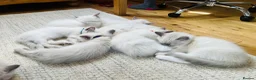 Ragdoll cats for sale: Last Blue Ragdoll kitten friendly health tested - Advert 15