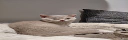 British Shorthair cats for sale: GCCF Registered Championship Line BSH Kittens - Advert 30