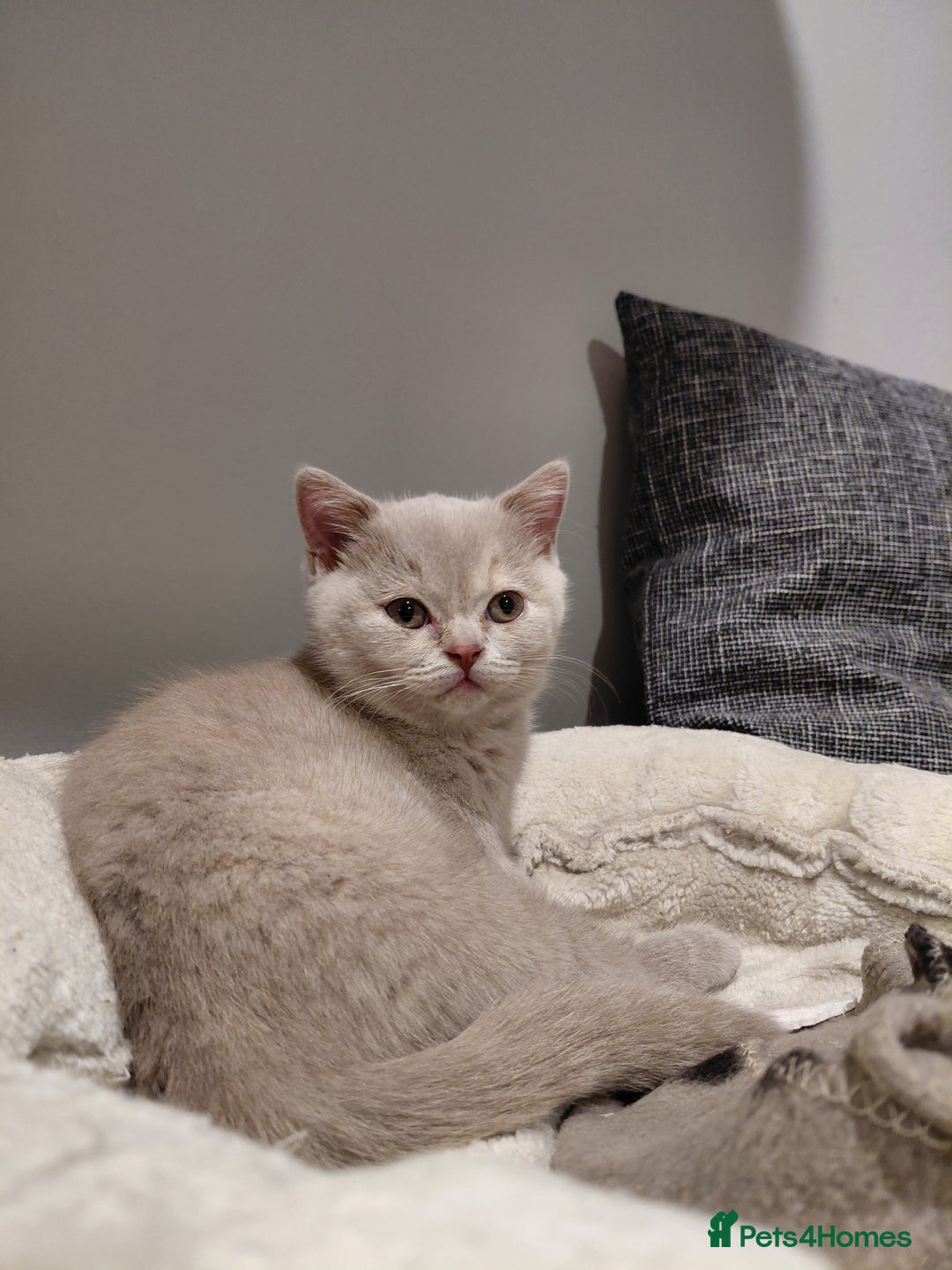 British Shorthair cats for sale: GCCF Registered Championship Line BSH Kittens - Advert 30