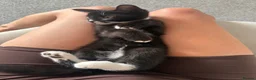 Mixed Breed cats for sale: Tuxedo short haired girls  - Advert 5